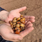 Oak - Sessile (Quercus petraea)
