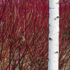 Dark red stems of Cornus alba Sibirica shown off against the white bark of a birch tree