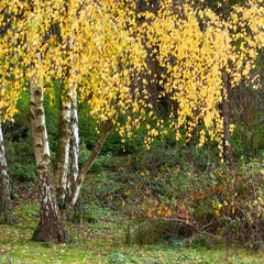 Autumn yellow leaves on Betula pendula (Silver birch) trees