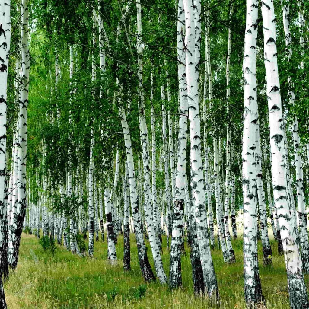 Birch - Silver (Betula pendula)