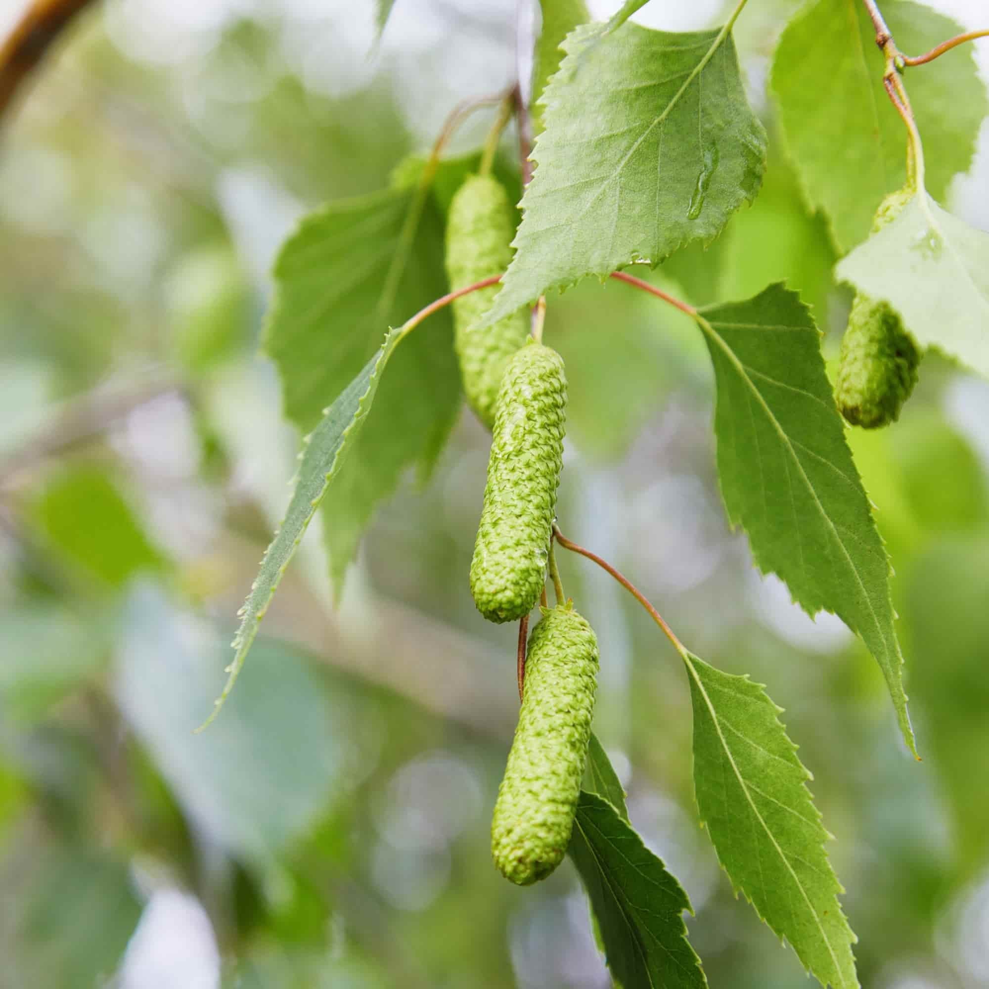 Birch - Silver (Betula pendula)