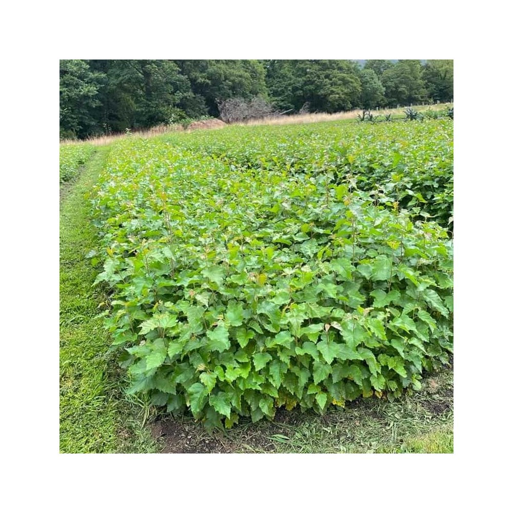 Birch - Silver (Betula pendula)