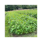 Birch - Silver (Betula pendula)