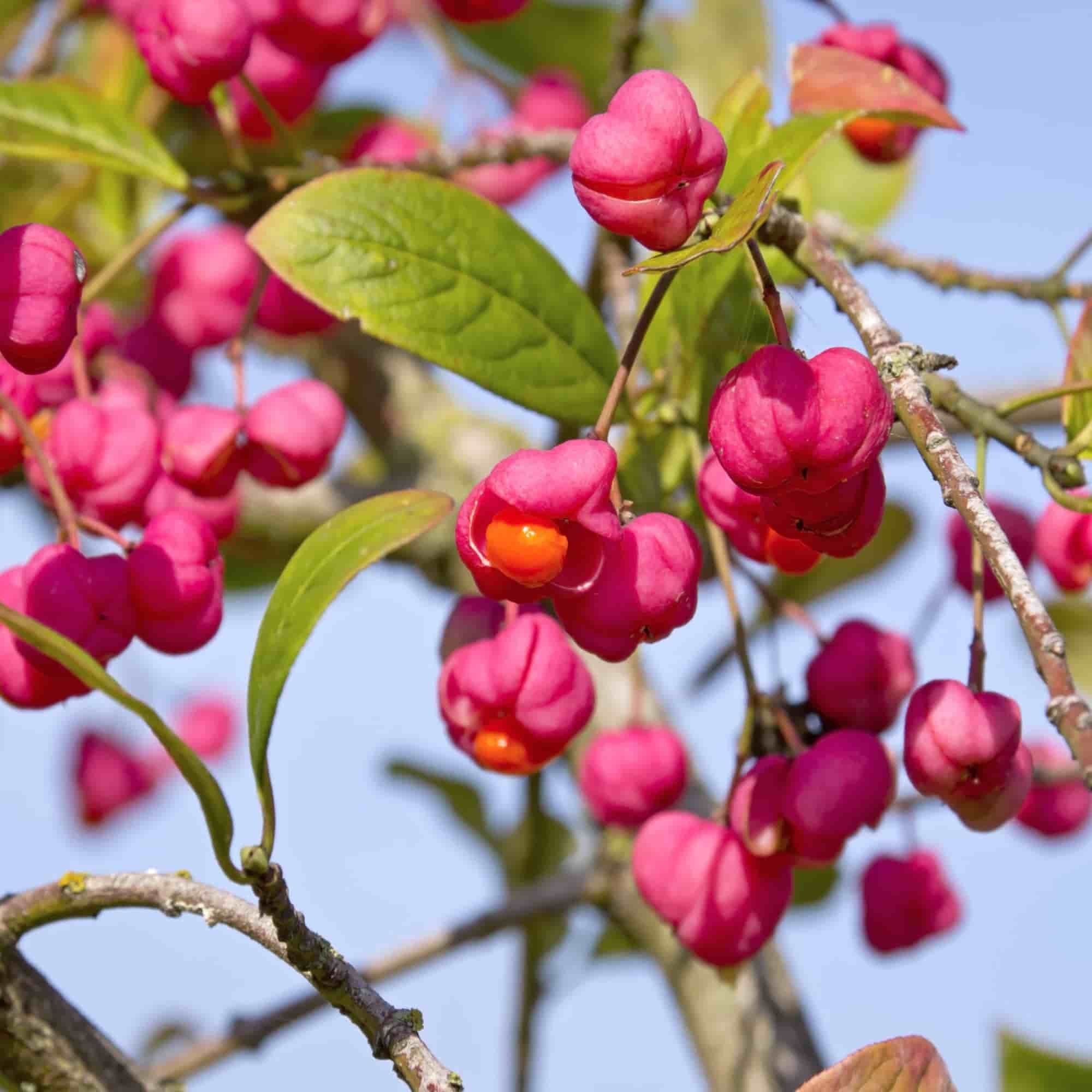 Pink and orange seeds of native Spindle (Euonymus europeaus)