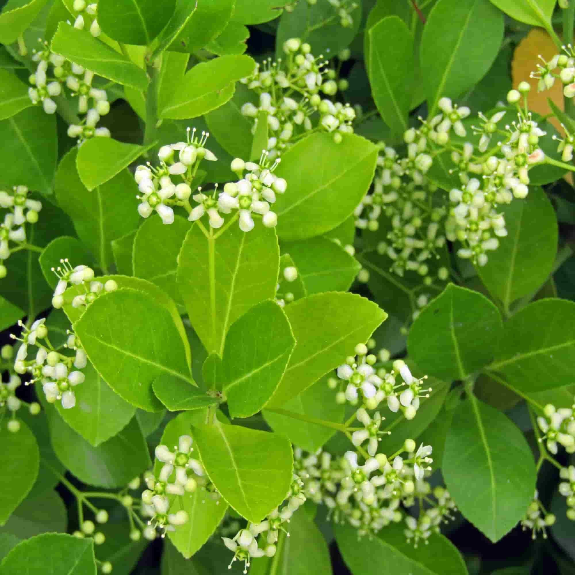 Close up of the flowers and leaves of Euonymus europeaus (native Spindle)