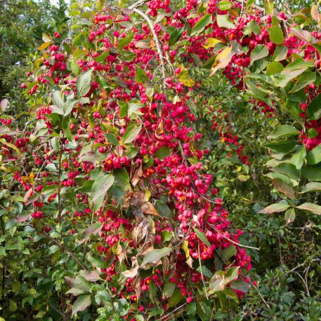 Spindle bush covered in pink seed casings holding orange seeds