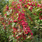 Spindle bush covered in pink seed casings holding orange seeds