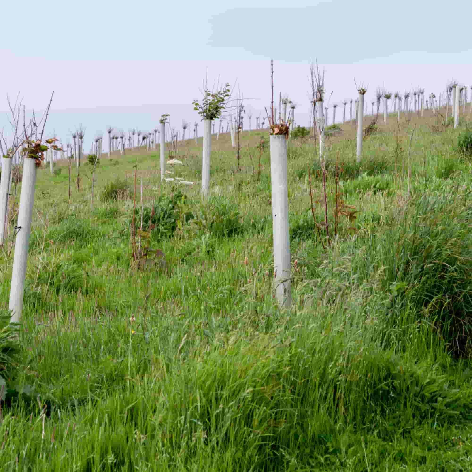 Tubex Easywrap recyclable rabbit guards protecting bare root tree saplings.