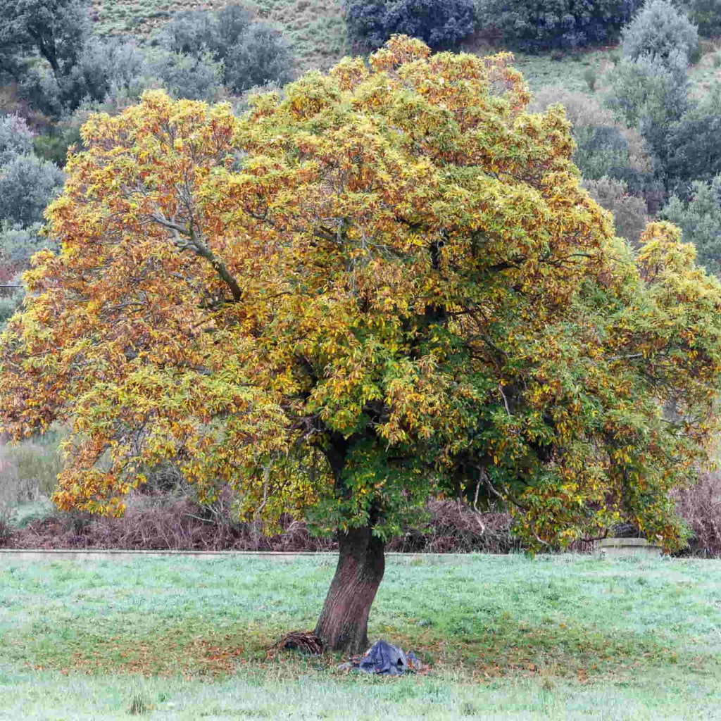 A mature Castanea sativa tree (sweet chestnut)