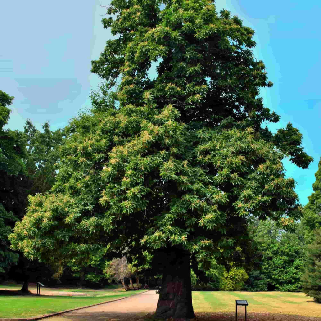 A mature Sweet Chestnut tree (Castanea sativa) in a park setting