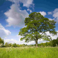 A mature Sycamore tree (Acer pseudoplatanus) in a green field with a blue cloudy sky
