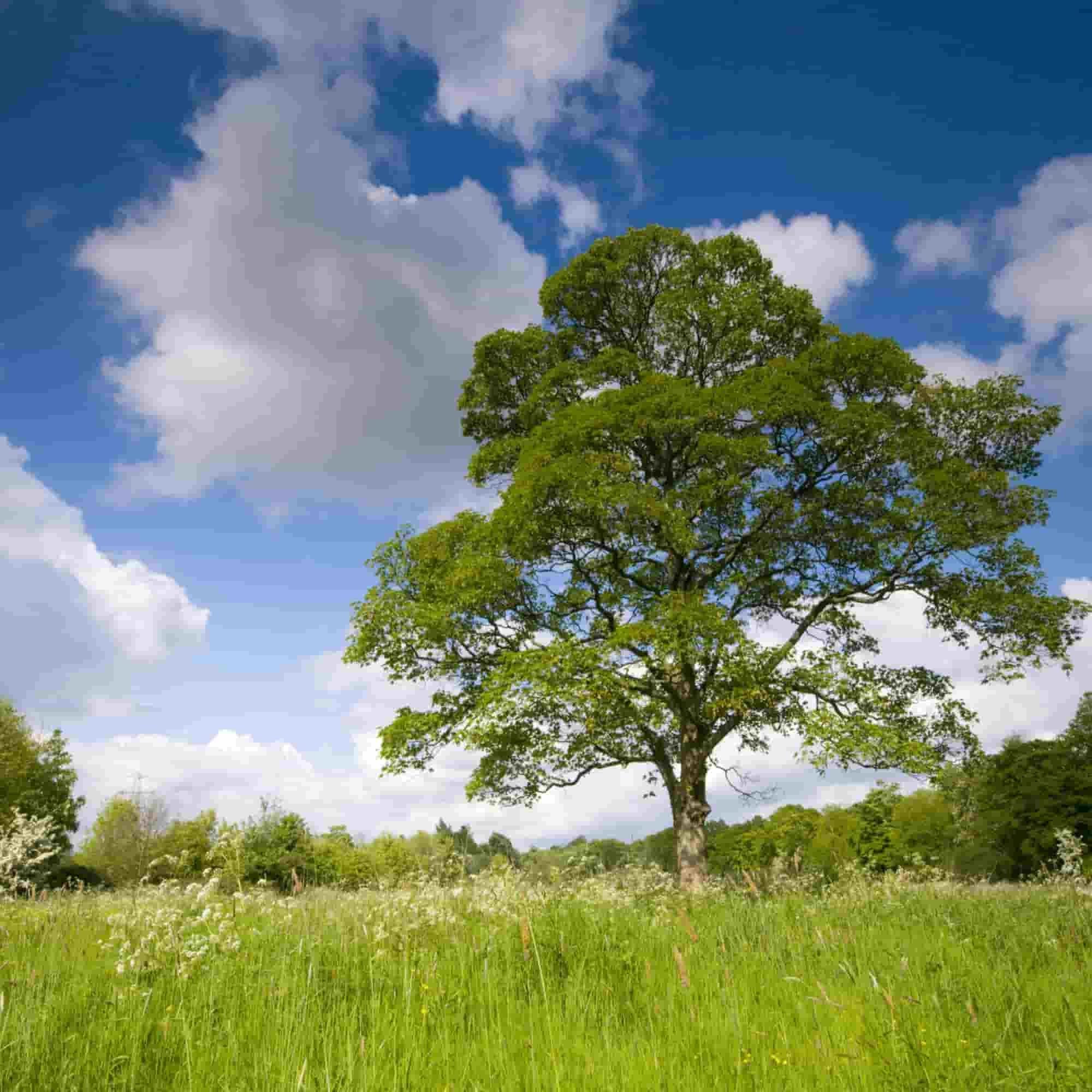 Sycamore (Acer pseudoplatanus)