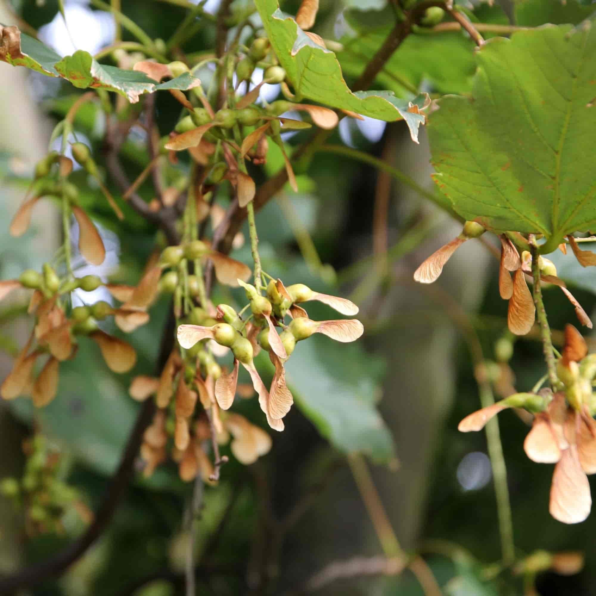 Sycamore (Acer pseudoplatanus)