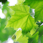 Sycamore (Acer pseudoplatanus)