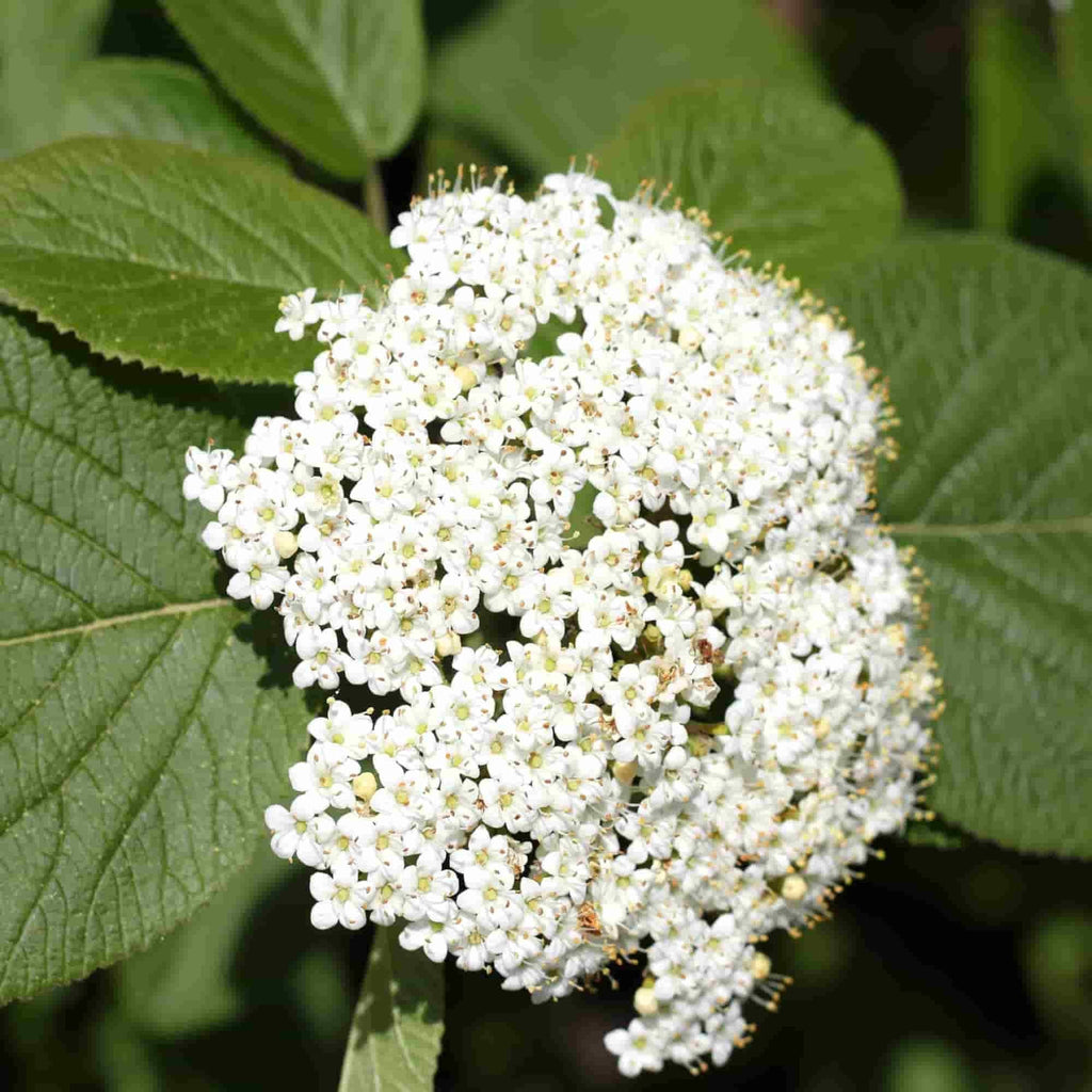 Close up on flowers and a few leaves of Viburnum lantana bush (Wayfaring tree)
