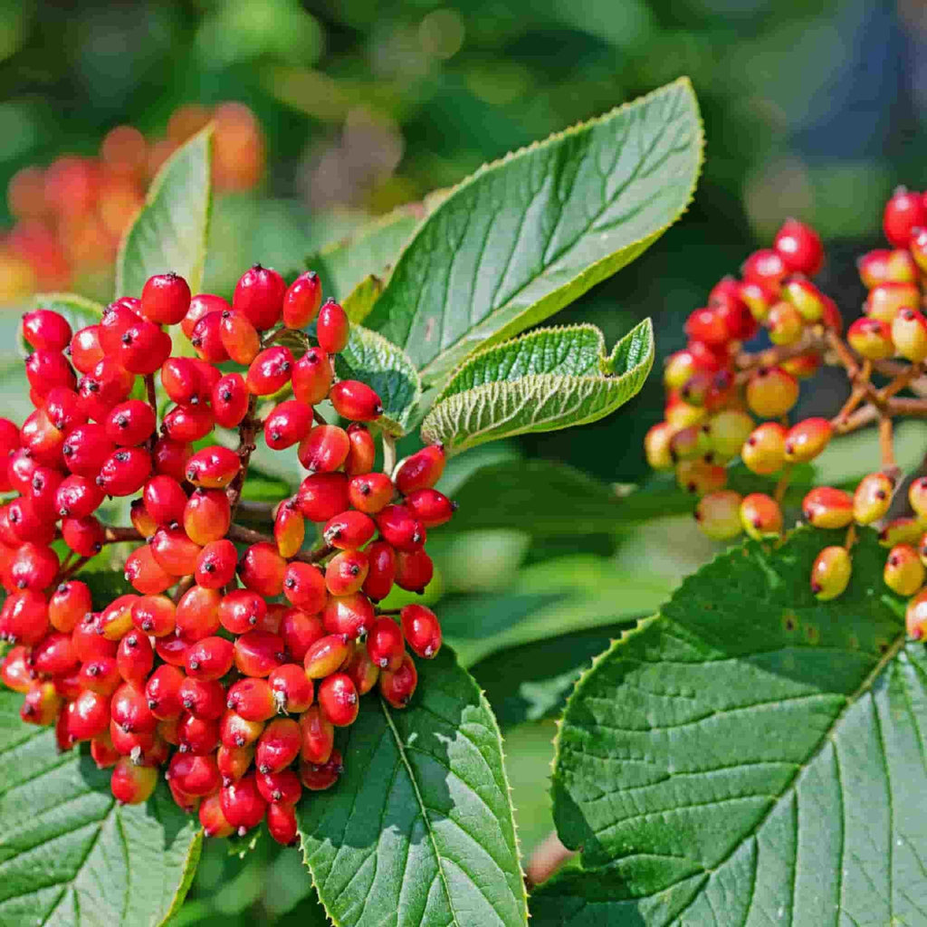 A cluster of shiny red berries and some leaves on Wayfaring tree (Viburnum lantana).