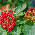 A cluster of shiny red berries and some leaves on Wayfaring tree (Viburnum lantana).