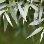 Willow - white (Salix alba)