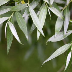 Salix alba (white willow) long slim leaves
