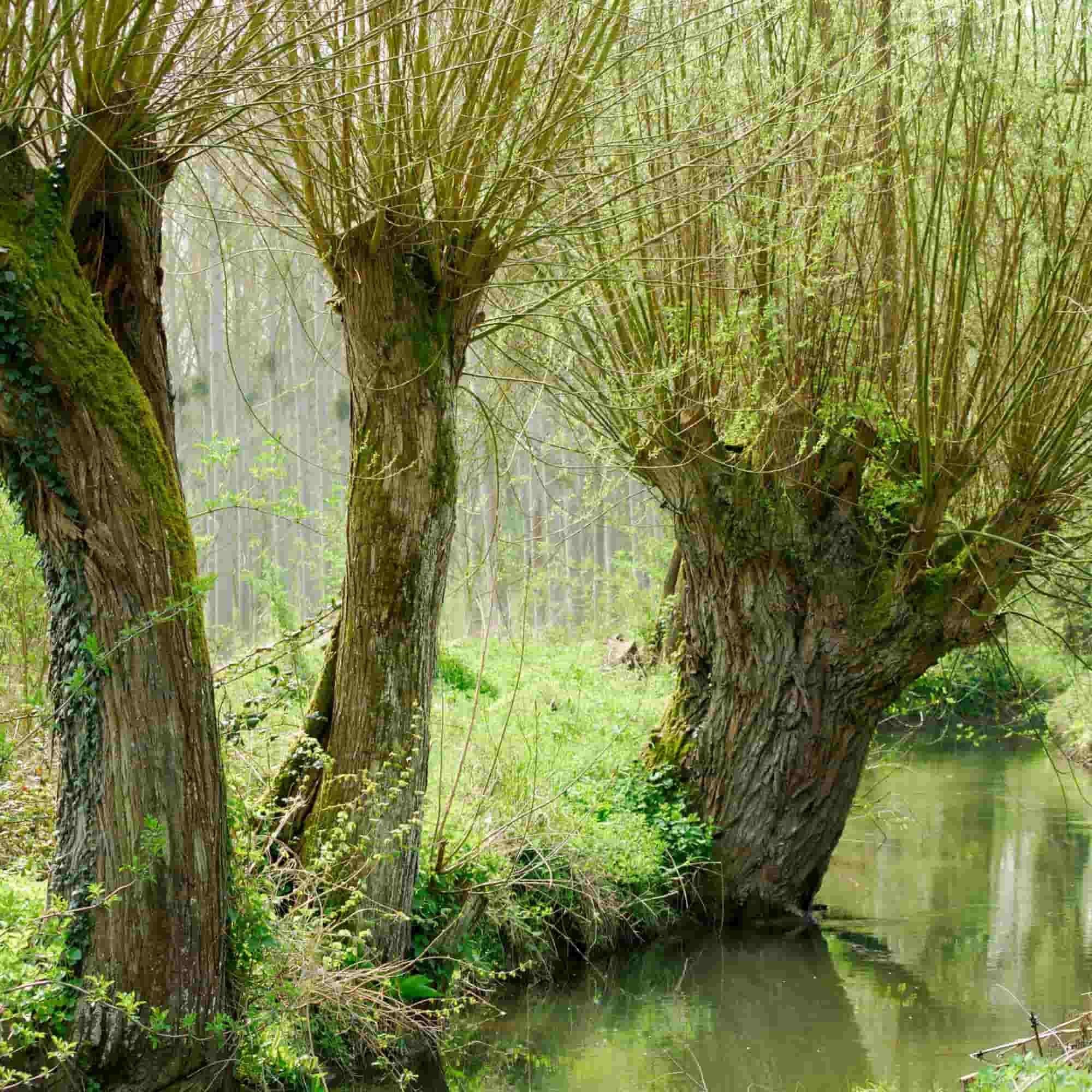 Willow - white (Salix alba)