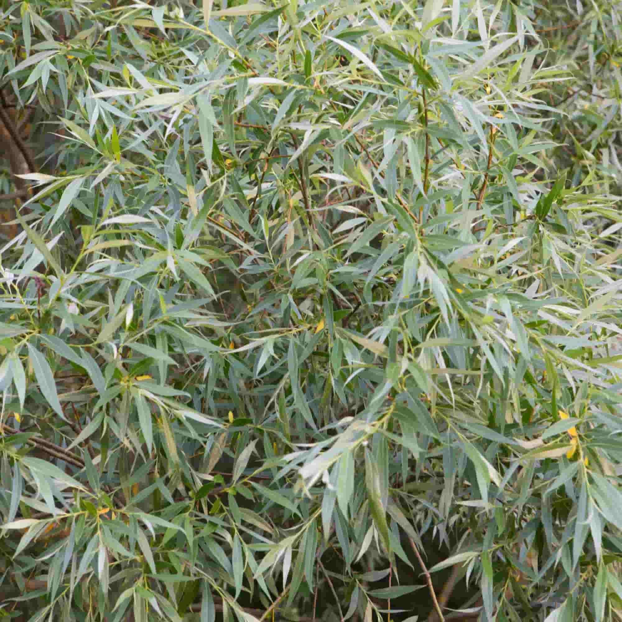 Willow - white (Salix alba)