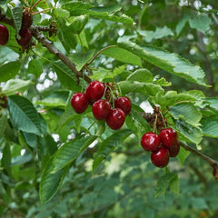 Wild cherries hanging from a Prunus avium tree branch