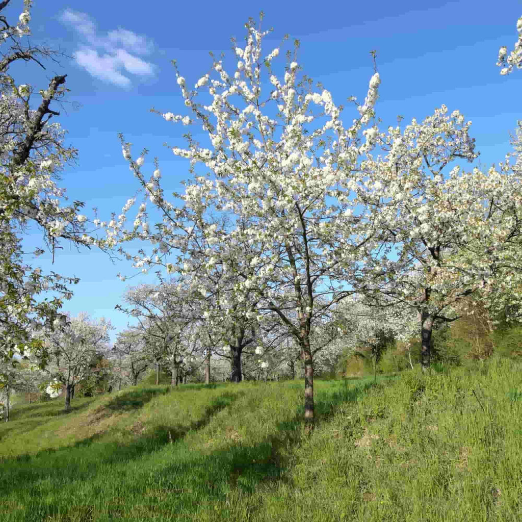 Cherry - Wild (Prunus avium)