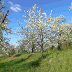 Cherry - Wild (Prunus avium)