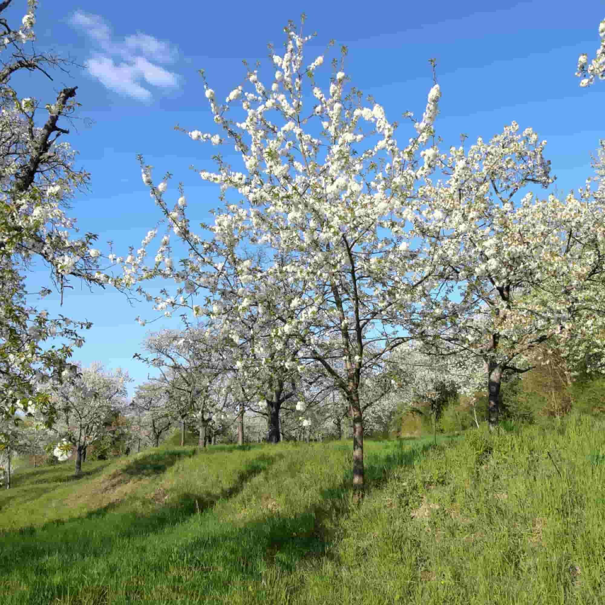 Cherry - Wild (Prunus avium)