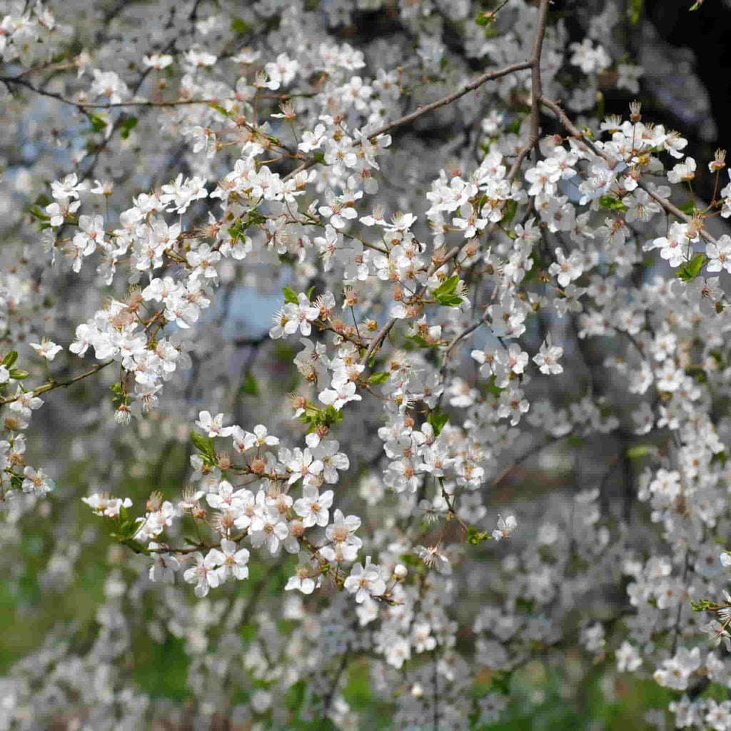 Cherry - Wild (Prunus avium)