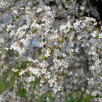 Cherry - Wild (Prunus avium)