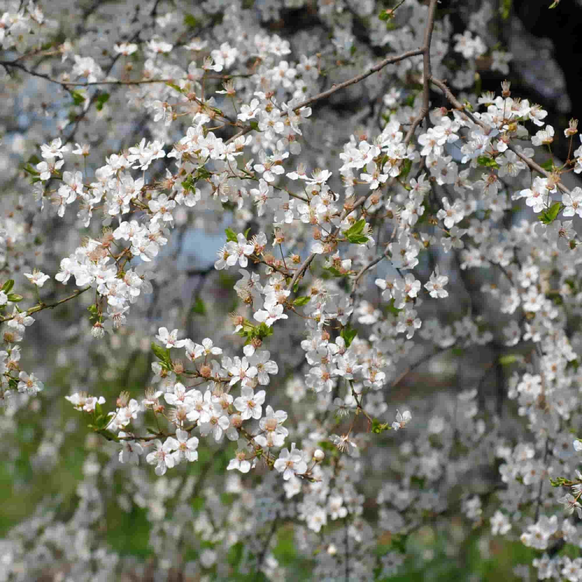 Cherry - Wild (Prunus avium)