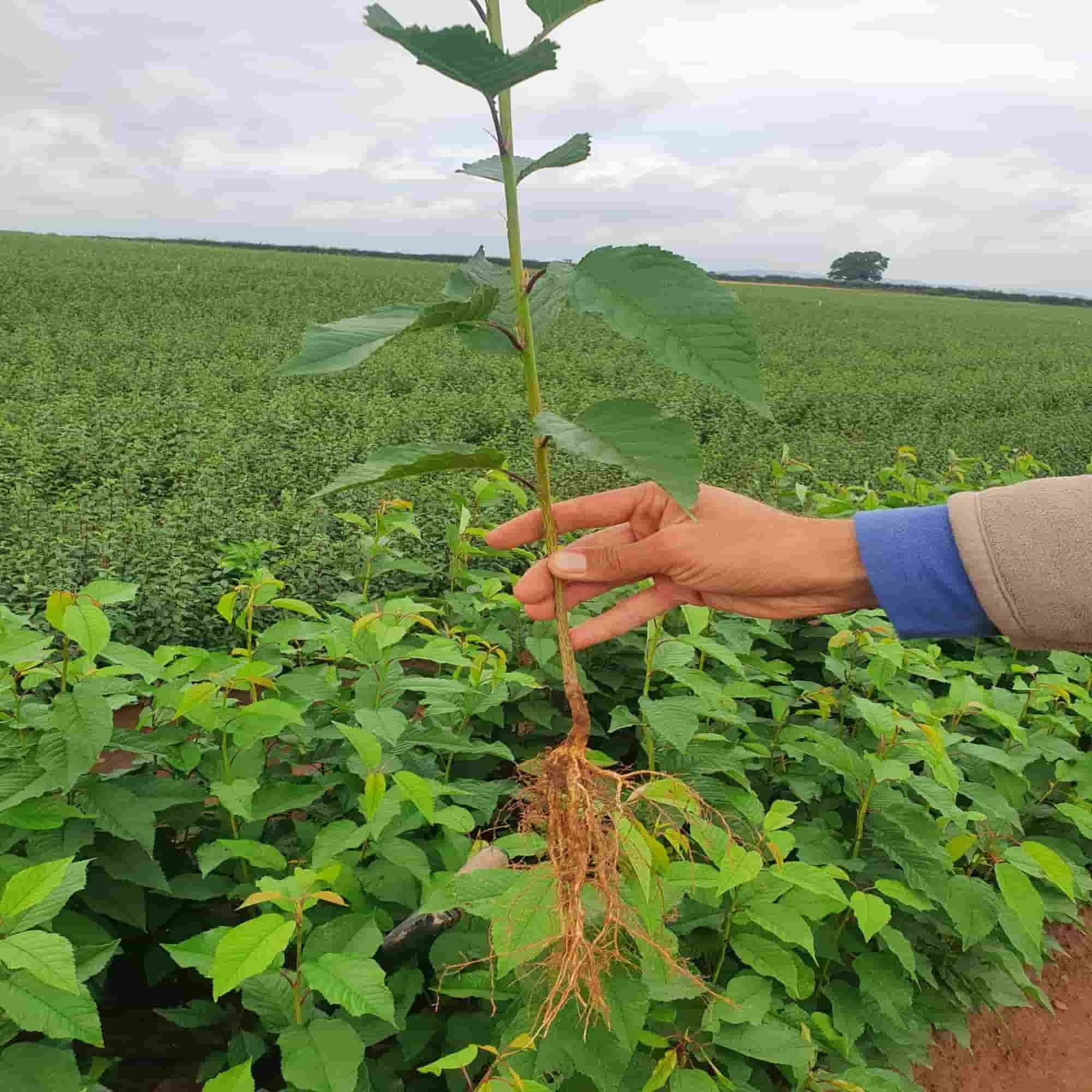 Cherry - Wild (Prunus avium)