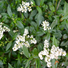 White flowers and green leaves of Ligustrum vulgare (Wild privet) hedging plants