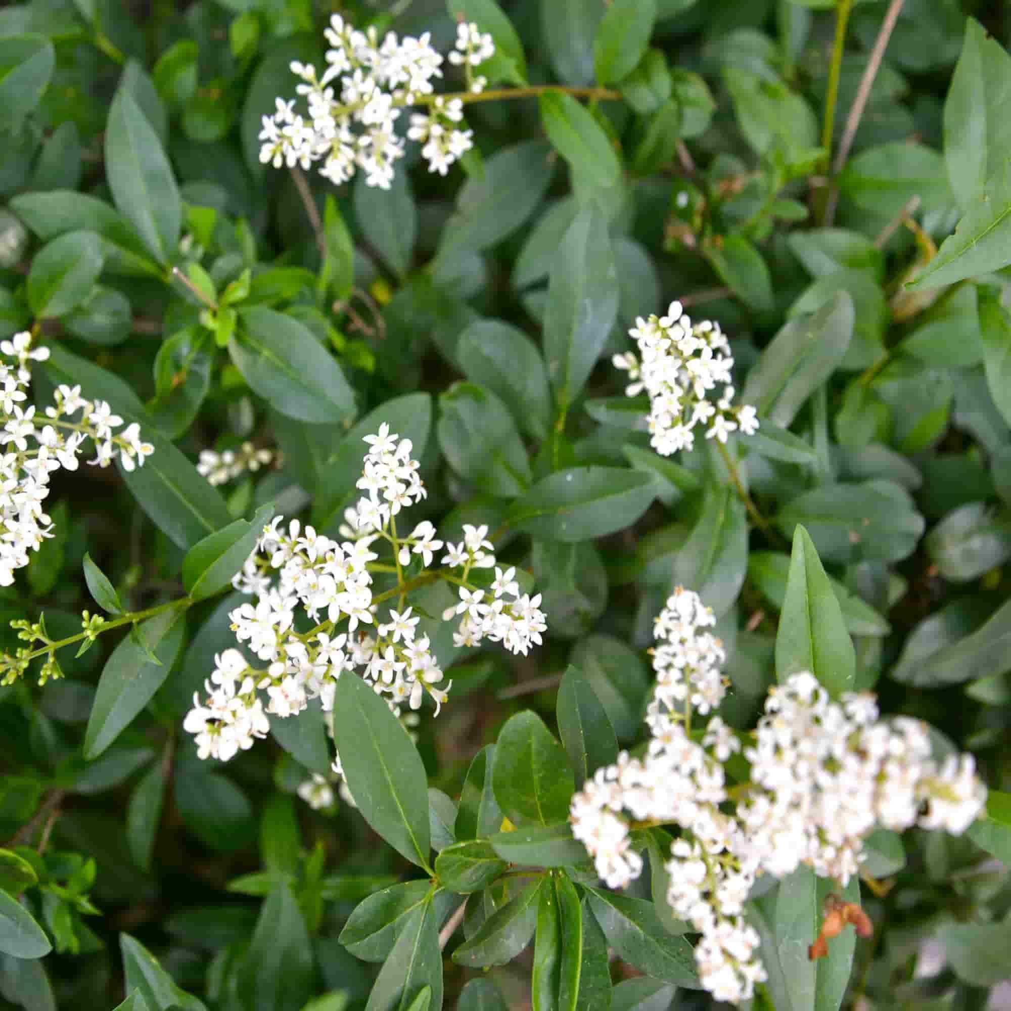 Privet - Wild (Ligustrum vulgare)