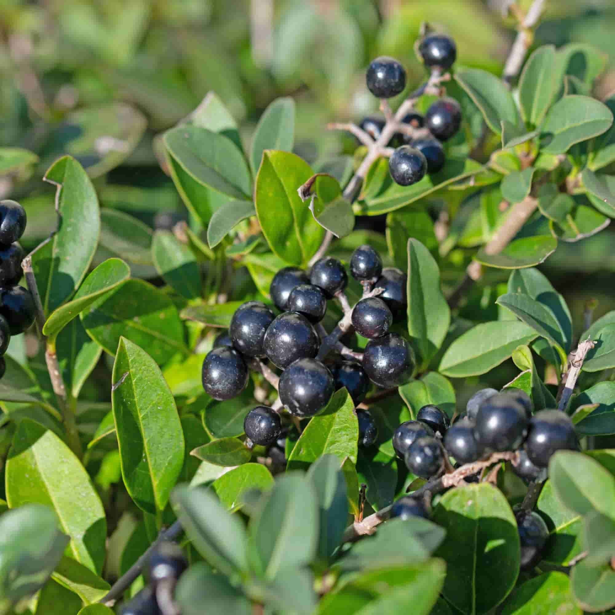 Privet - Wild (Ligustrum vulgare)