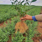 Privet - Wild (Ligustrum vulgare)