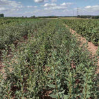 Privet - Wild (Ligustrum vulgare)