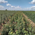 A seed bed of Acer campestre (Field maple) hedging plants at a bare root nursery