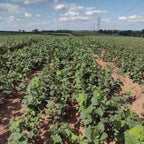 Corylus avellana bare root hedging plants growing at a specialist nursery