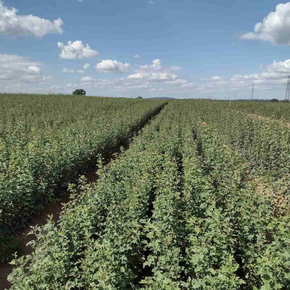 Hawthorn (Crataegus monogyna)