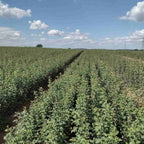 Hawthorn (Crataegus monogyna)