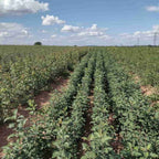 Crab Apple (Malus sylvestris)