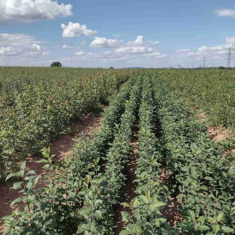 Crab Apple (Malus sylvestris)