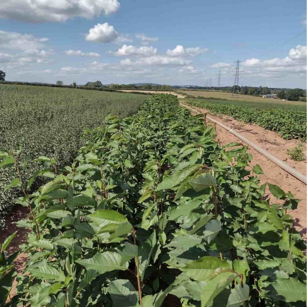 Cherry - Wild (Prunus avium)