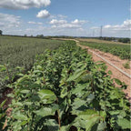 Cherry - Wild (Prunus avium)