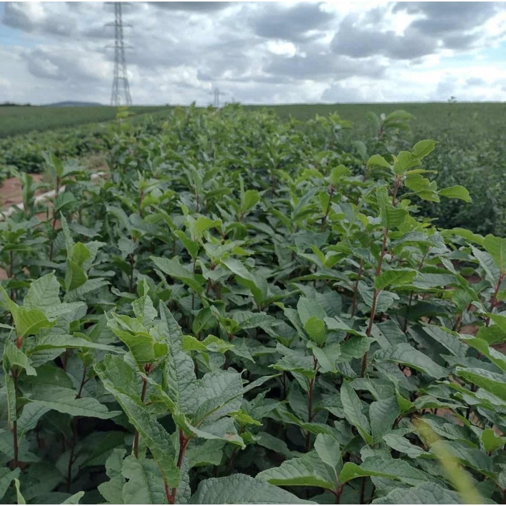 Cherry - Bird (Prunus padus)