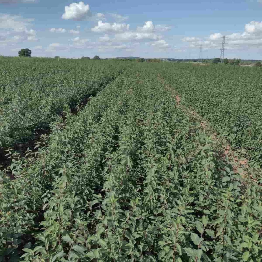 A seed bed of Blackthorn bare root hedging plants