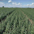 A seed bed of Blackthorn bare root hedging plants