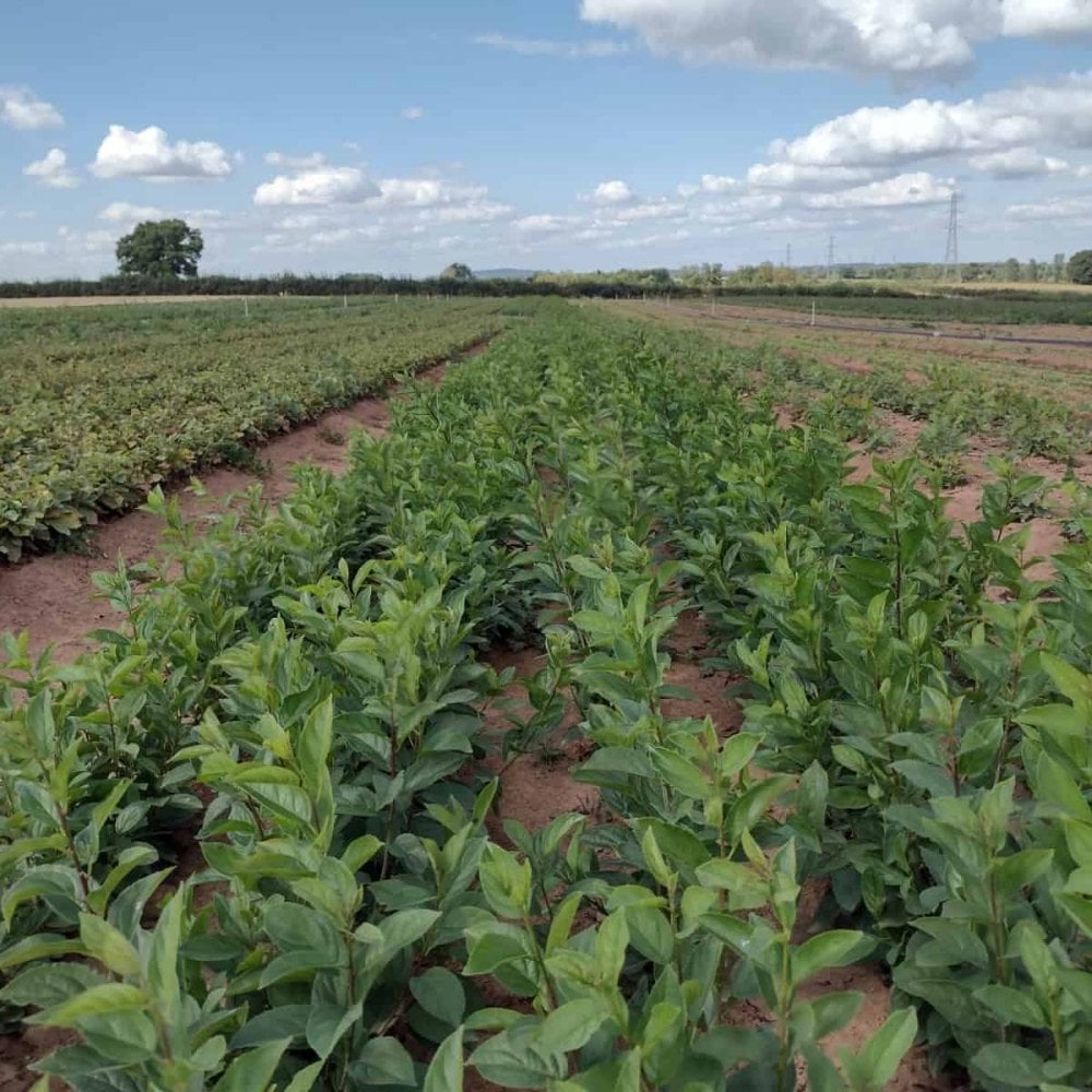 Buckthorn - Purging (Rhamnus cathartica)
